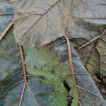 sheffield-park-gunnera