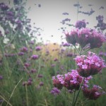 verbena-bonariensis-close-up