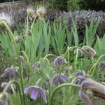 Firle Place Herb Garden