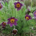 Firle Place Herb Garden