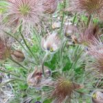 Firle Place Herb Garden