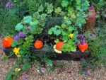 Spied this little arrangement in a beautiful potager front garden in #lewes this morning. Glistening from all the downpours from the night before. Perks of being a paper round boys mum #toowettobike